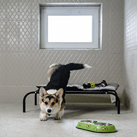 dog_rooms